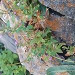 Epilobium montanum Blad