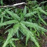 Sticherus flabellatus Leaf