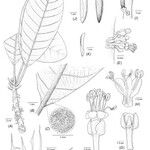 Pycnandra atrofusca മറ്റ്