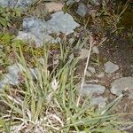 Carex parviflora Habit