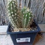 Pachycereus pringlei Leaf