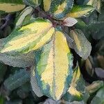 Elaeagnus pungens Leaf