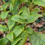 Buddleja globosa Habitus