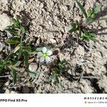 Cerastium dichotomum Habit