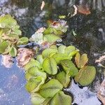 Salvinia molesta Leaf
