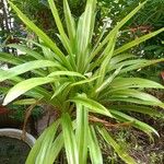 Pandanus purpurascens Hoja