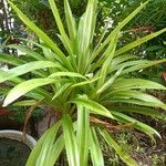 Pandanus purpurascens Blatt