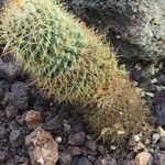 Mammillaria backebergiana Лист