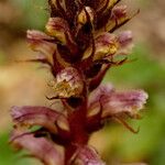 Orobanche hederae Flower