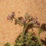Pseudorlaya pumila ശീലം