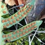 Polypodium vulgare Gyümölcs