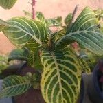 Sanchezia oblonga Leaf