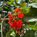 Cordia sebestena Flower