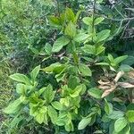 Viburnum suspensum Leaf