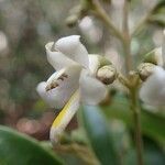 Gmelina evoluta Flor