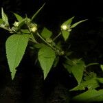 Sida cuspidata Fruto