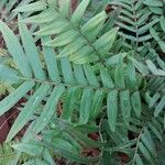 Pteris longifolia List