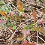 Pappea capensis Φύλλο