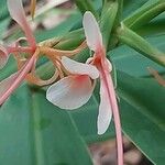 Hedychium coccineum Λουλούδι