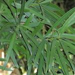 Podocarpus neriifolius Листок