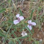 Barleria angustiloba Other