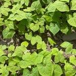 Fagopyrum tataricum Leaf