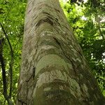 Celtis mildbraedii Rinde