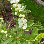 Exochorda racemosa Flower