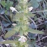 Galeopsis tetrahit Flor
