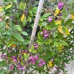Lespedeza thunbergii花