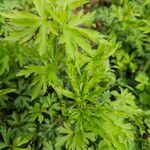 Anemone virginiana Leaf