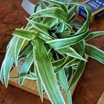 Chlorophytum capense Leaf