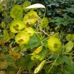 Lunaria annua Fruit