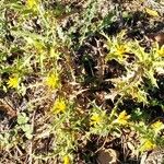 Scolymus hispanicus Flower