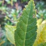 Sorbus chamaemespilus Folio