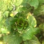 Gloxinia perennis Blad