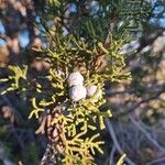 Juniperus monosperma Fruto