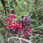 Anthyllis vulnerariaFlower