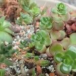 Sedum makinoi Folha