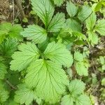 Geum macrophyllumFeuille