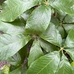 Vitex cymosa Leaf