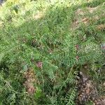 Vicia monantha Habit