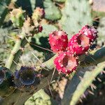 Opuntia elatior 果實