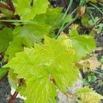 Vitis vinifera ഇല