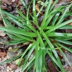 Luzula sylvatica Leaf