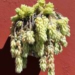 Sedum morganianum Агульны выгляд