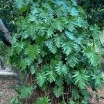 Philodendron lacerum ഇല