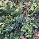 Verbascum sinuatum برگ