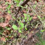 Elaeagnus multiflora 叶