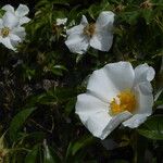 Rosa laevigata Floare